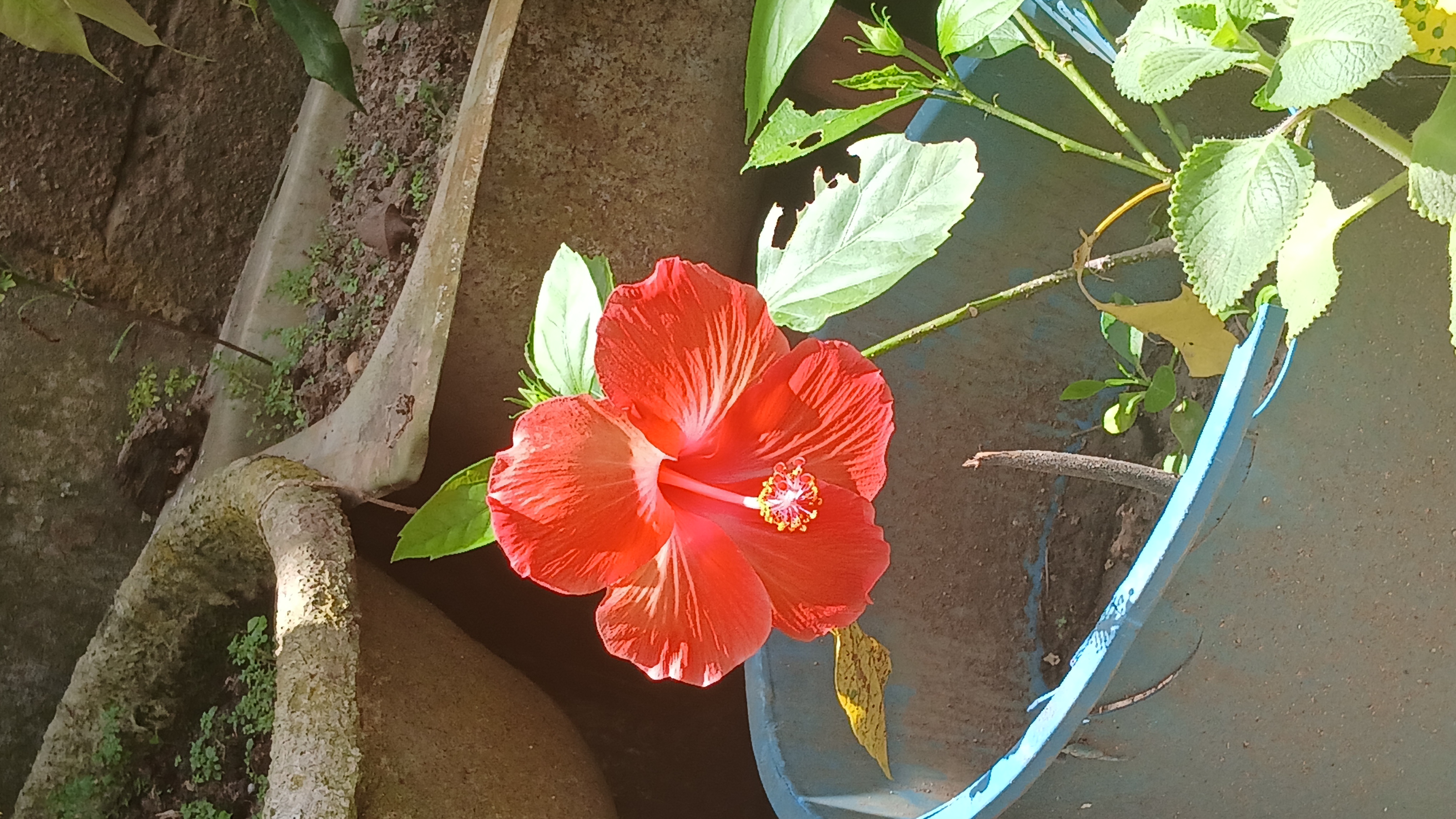 ⭐ Mi colección de imágenes favorita 🌲 image 0