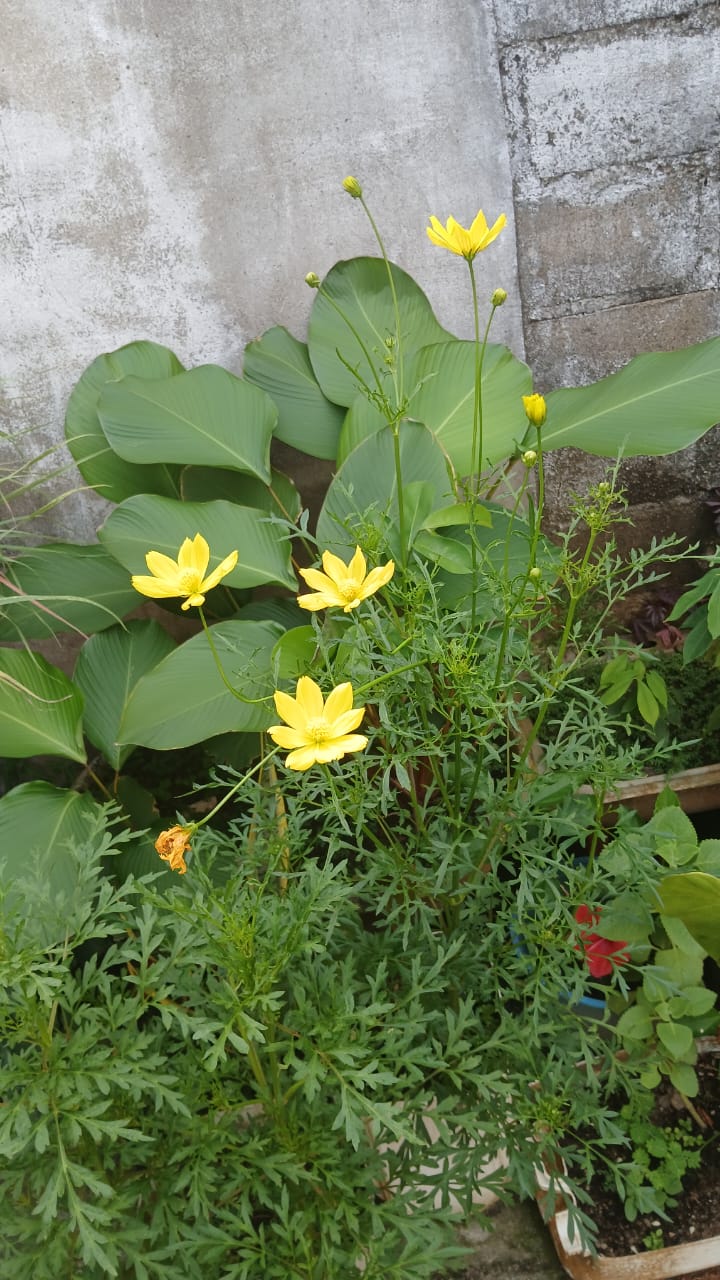 🌻 Una foto BoNiTA 🌻 image 0